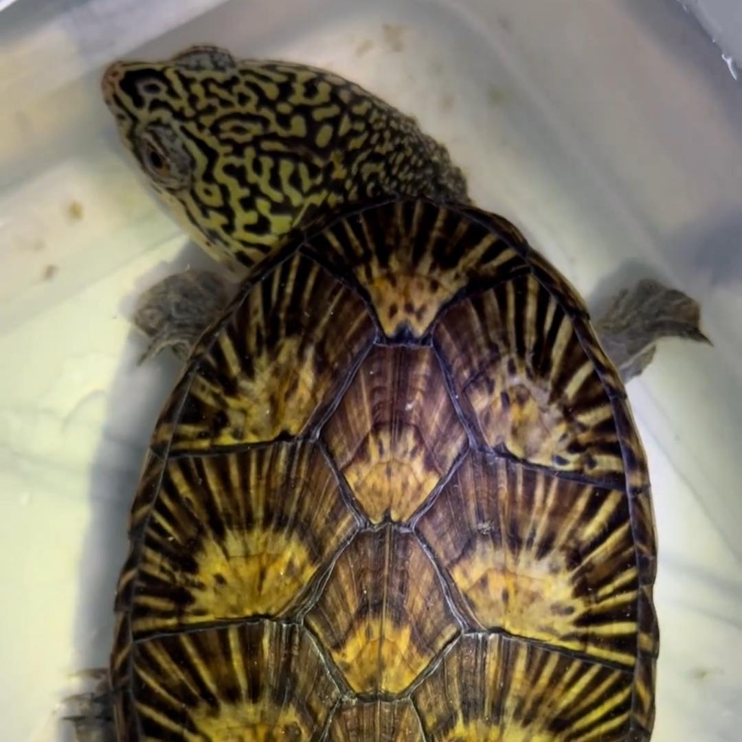 🐢🐢