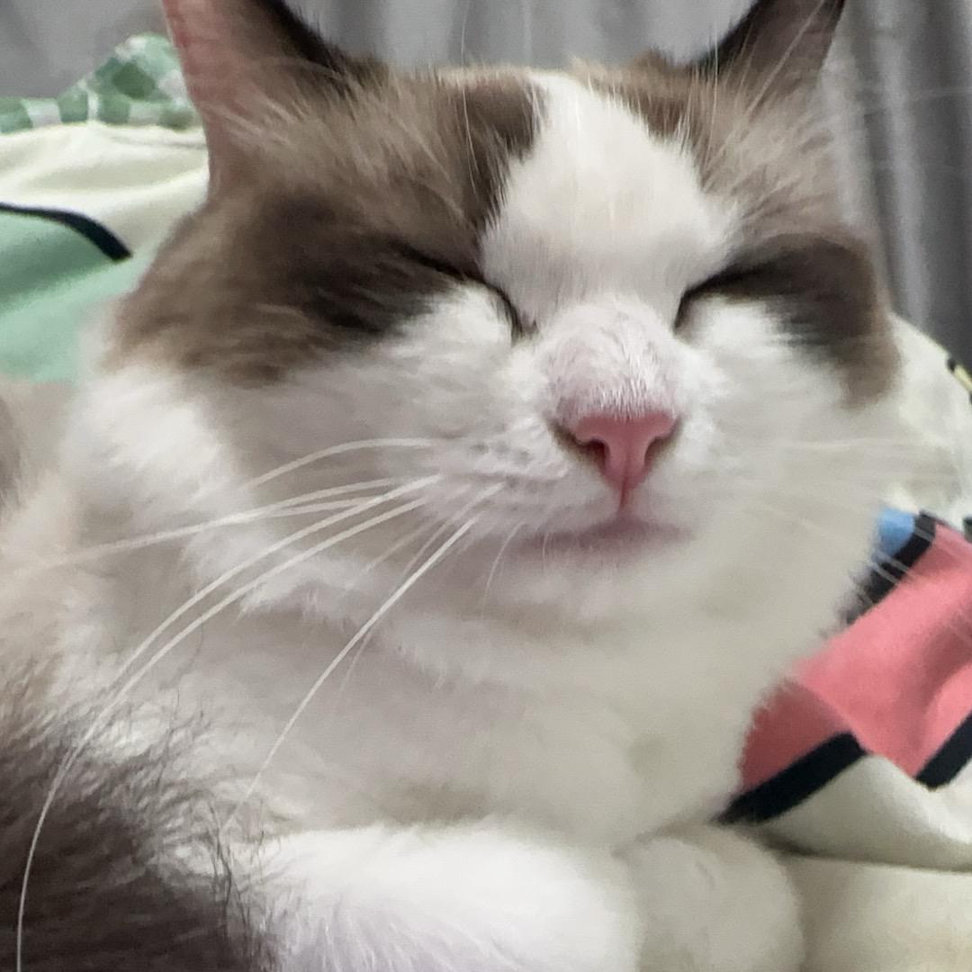 纯情蟑螂火辣辣