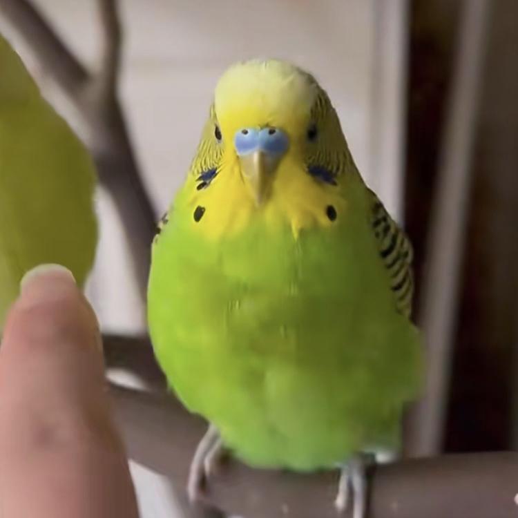 宠依芳宠物旗舰店宠
