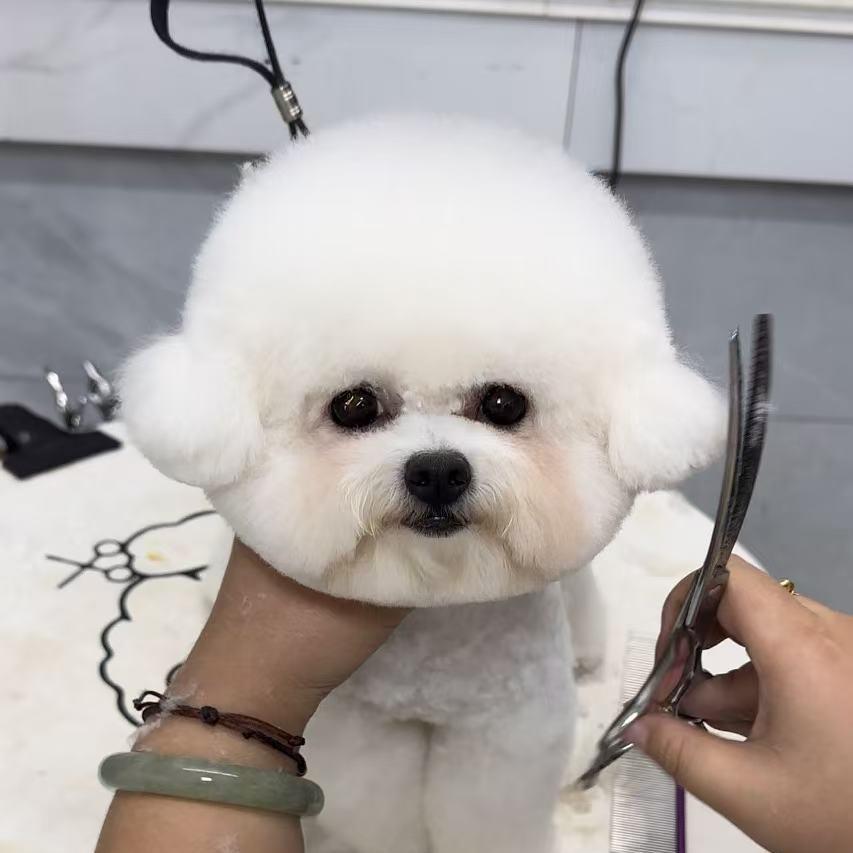 大敏比熊专赢🐶（买🐶私）