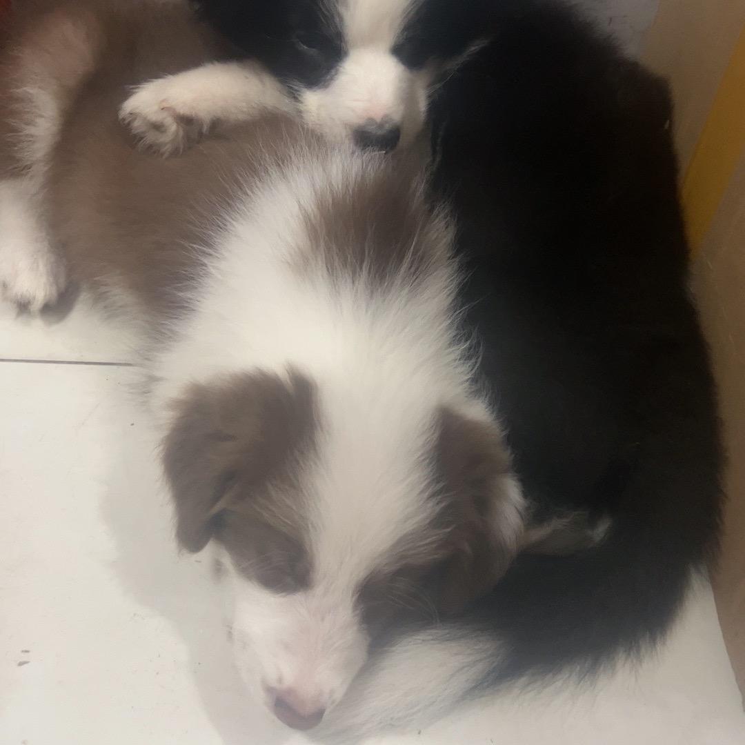 铜梁区快递专业代班