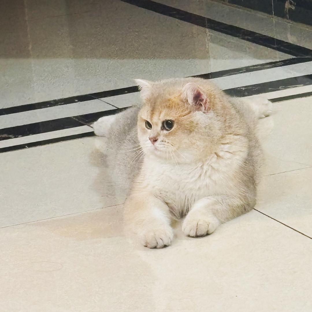 俊哥-只卖品牌原单货