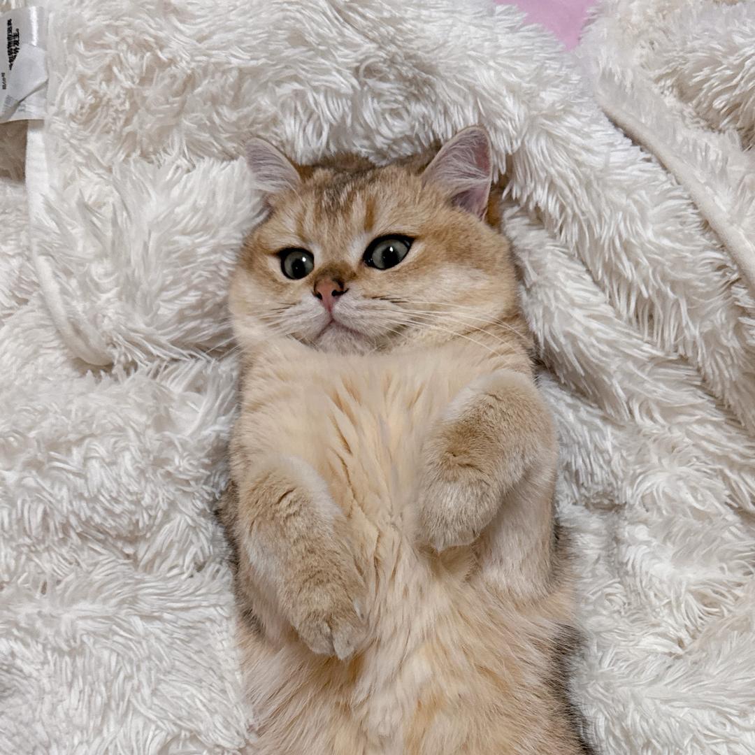 布丁是只猫🍮