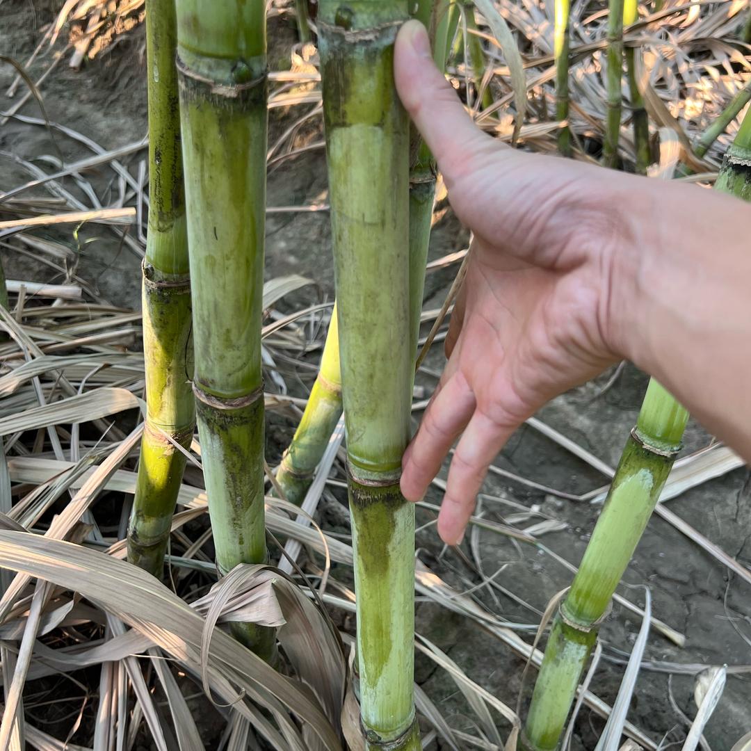 陶山甘蔗嘎嘣脆