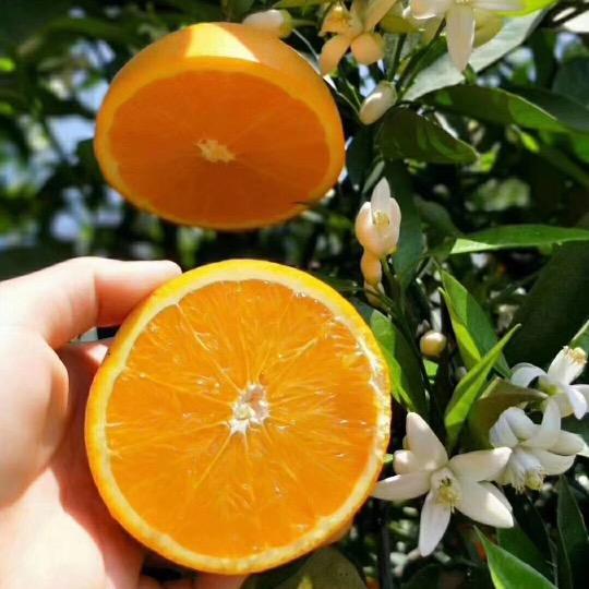 屈乡生鲜供应商