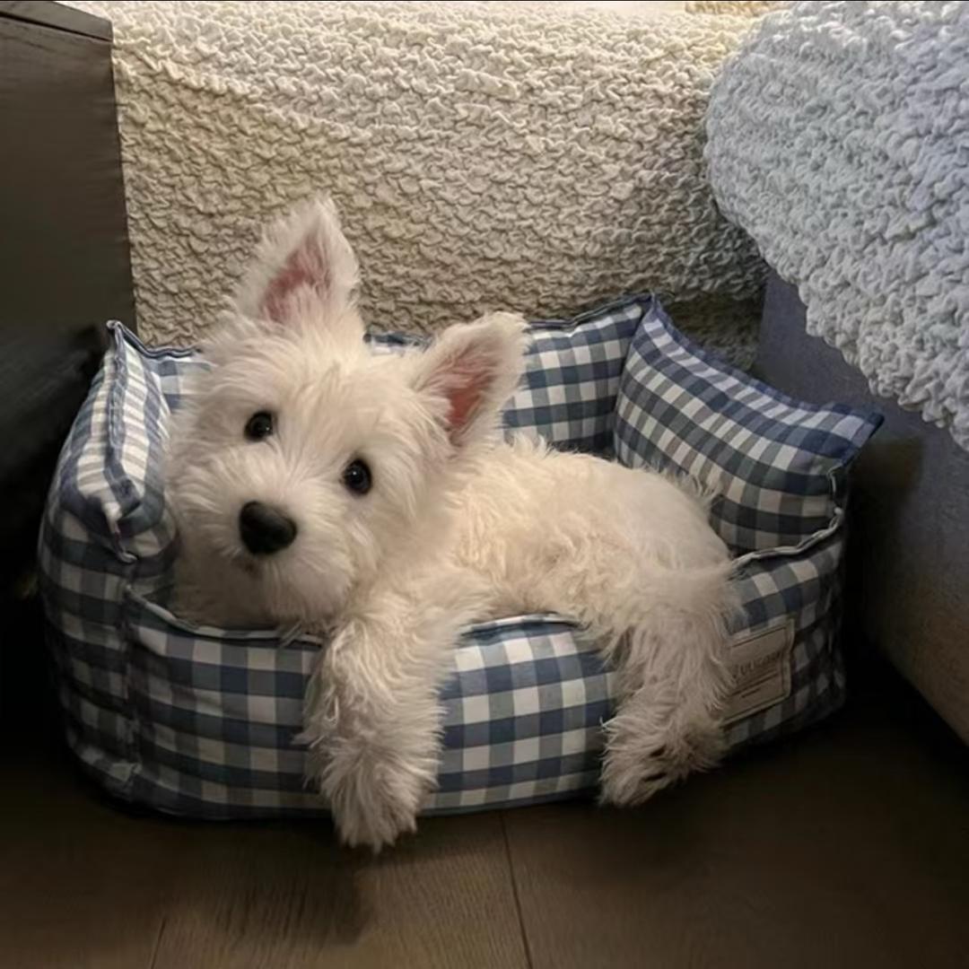 小琪💤