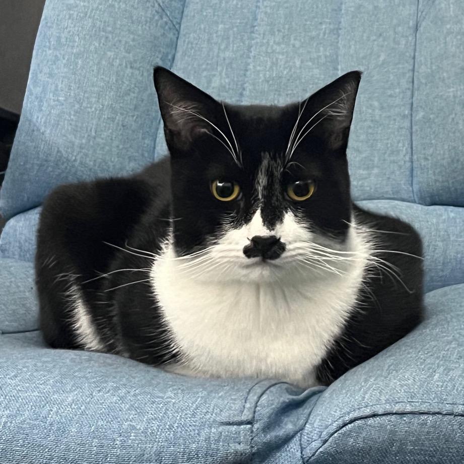 大饼是只猫