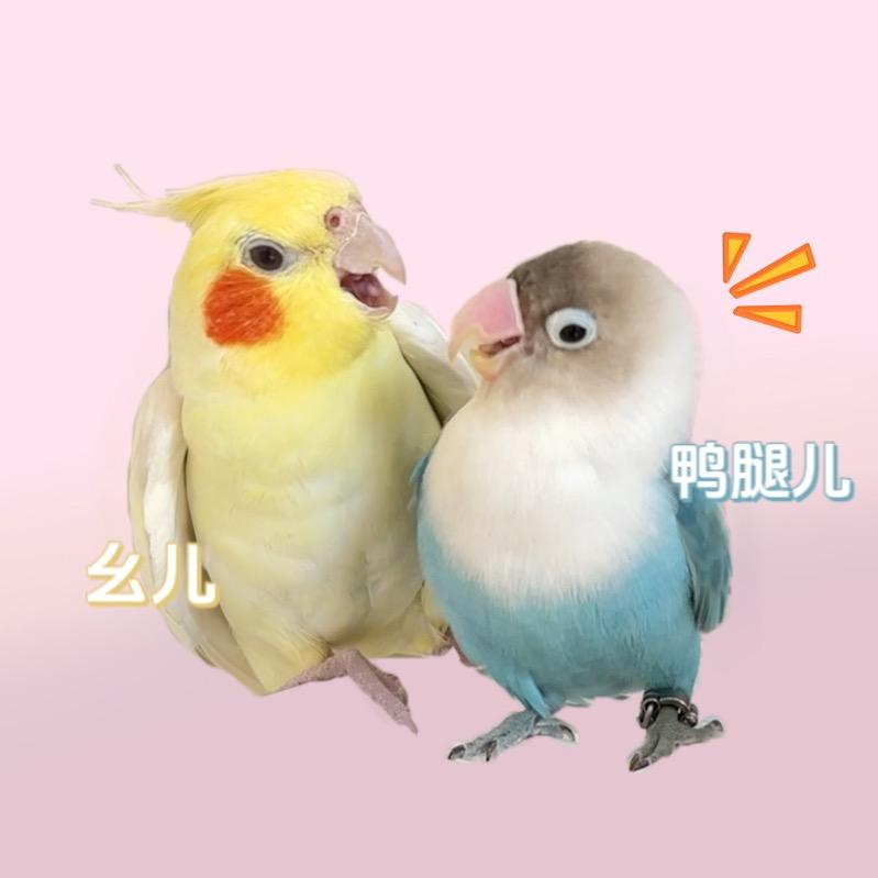 鱼鱼虞