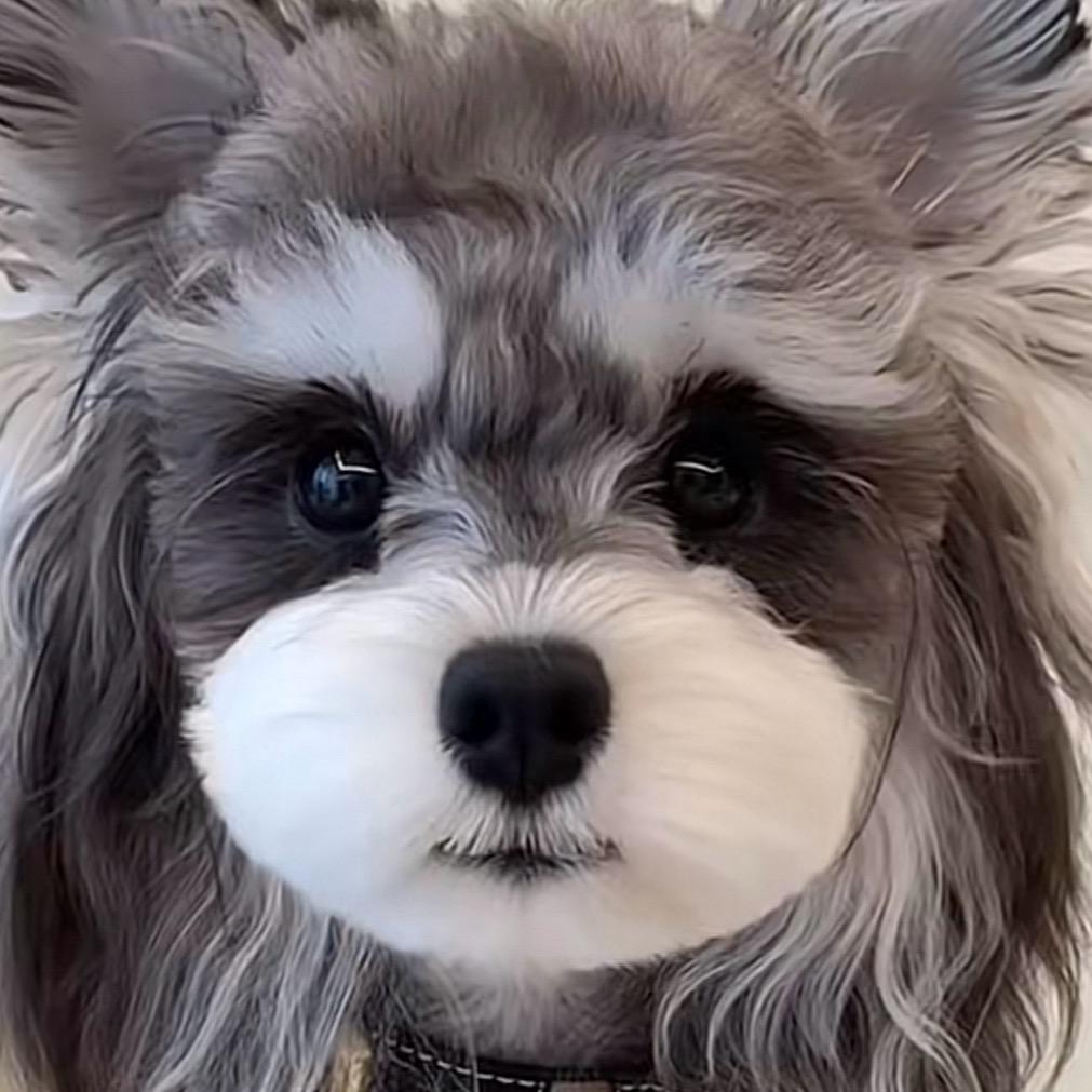 沭阳宠物馆-家有小乖