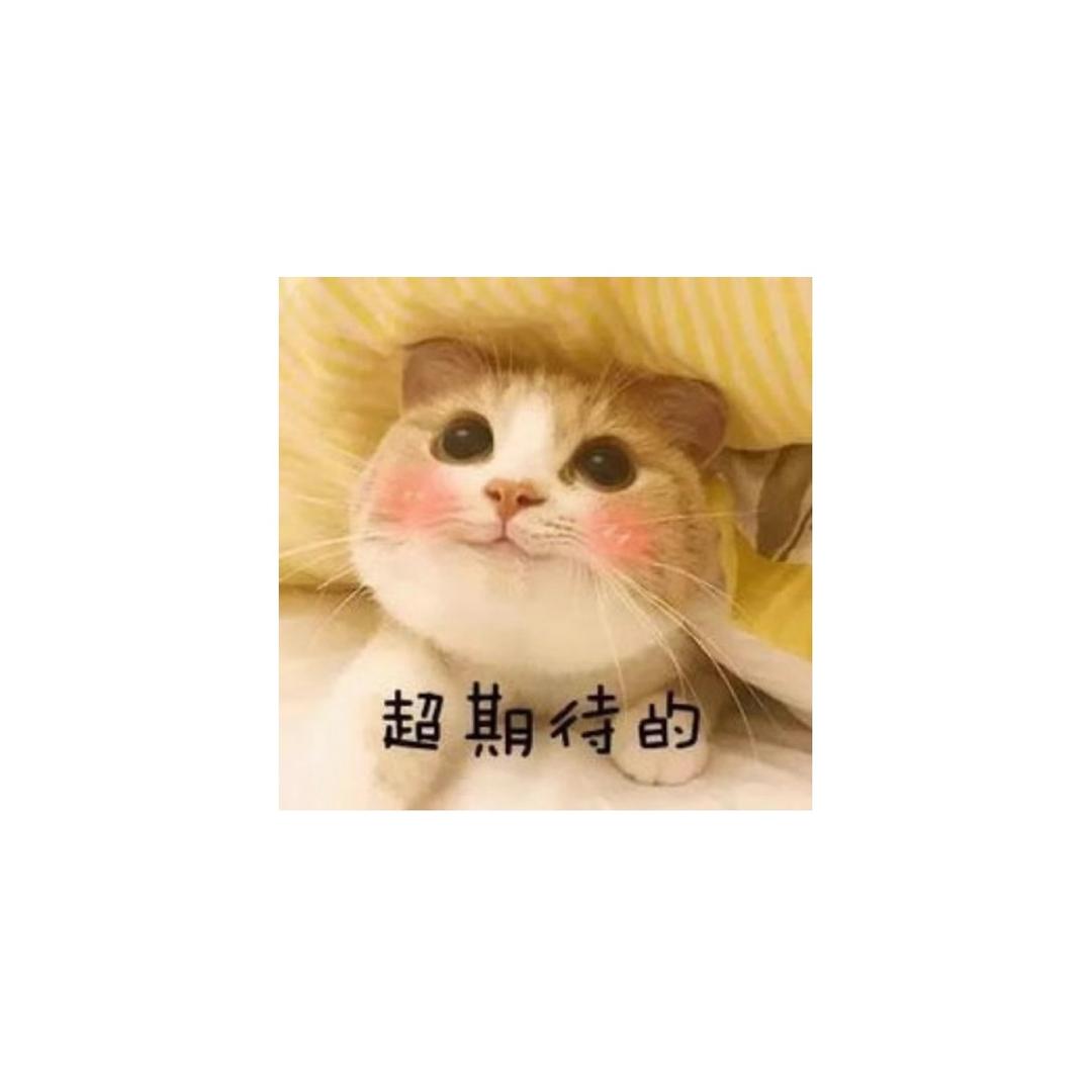 小野猫思思