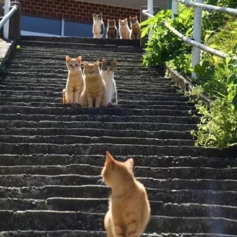 喵姐爱生活