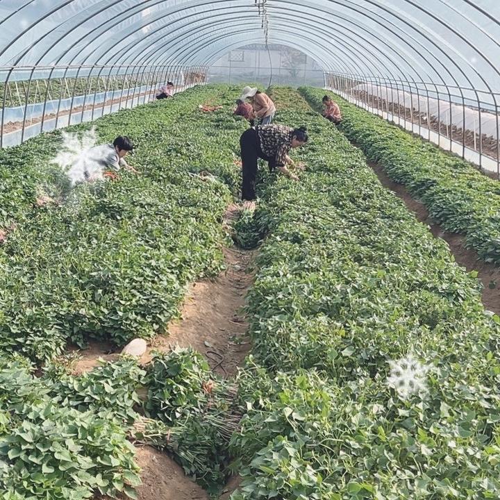 南阳百亩红薯苗基地