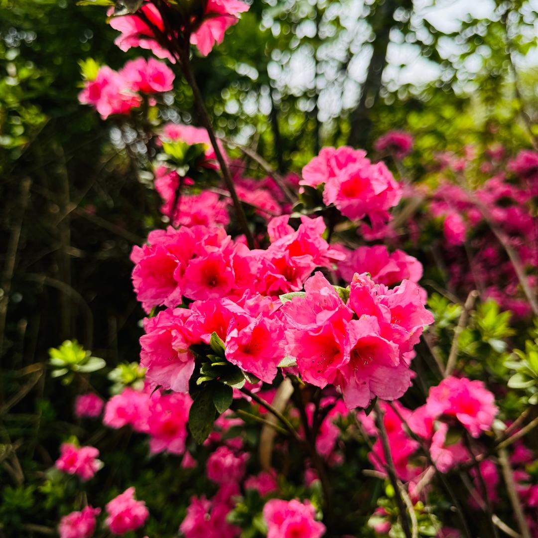 @人间清醒🌈