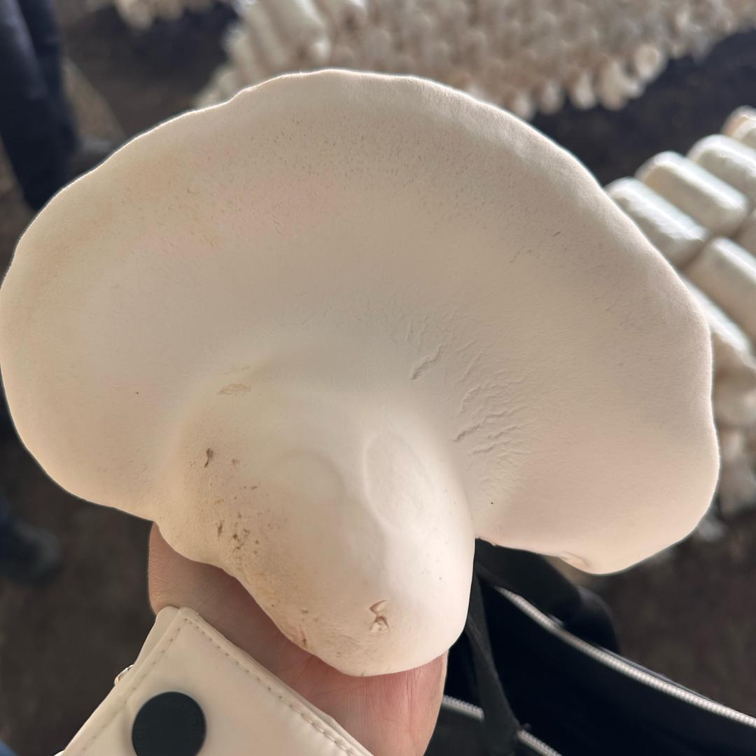 南涧无声（南尖头村助农账号）