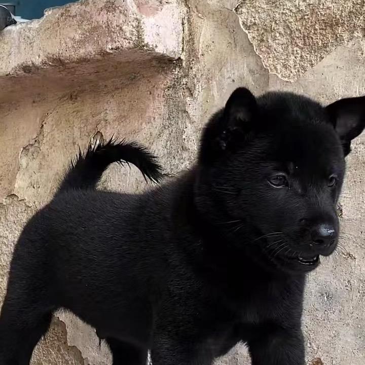 猴哥带你逛