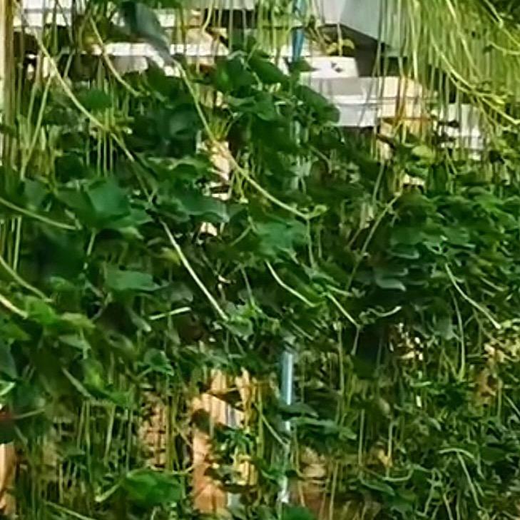 曲水白堆红颜草莓采摘园