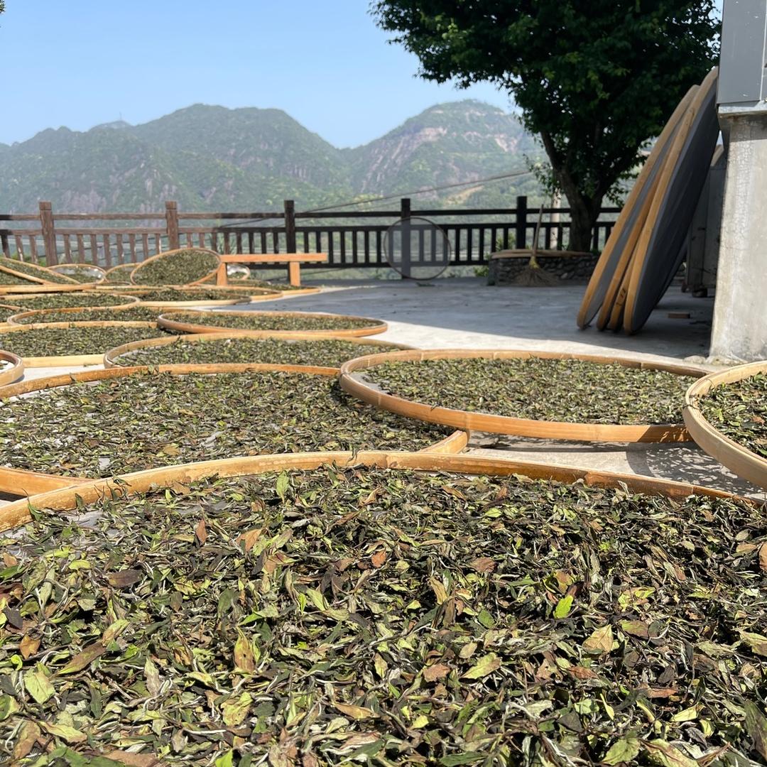 福鼎纯日晒白茶