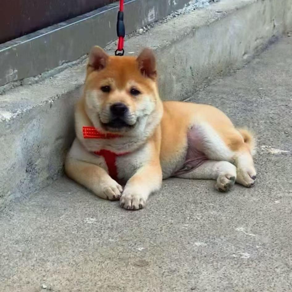 中华田园犬-小钟