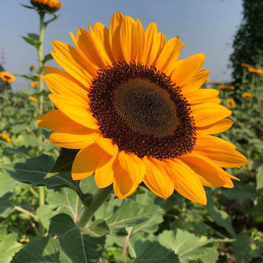 颍上县新城园艺-徐东