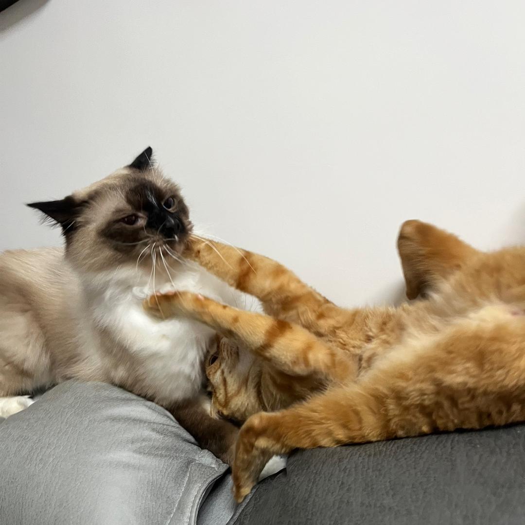 汐瓜皮👧🐈🐈