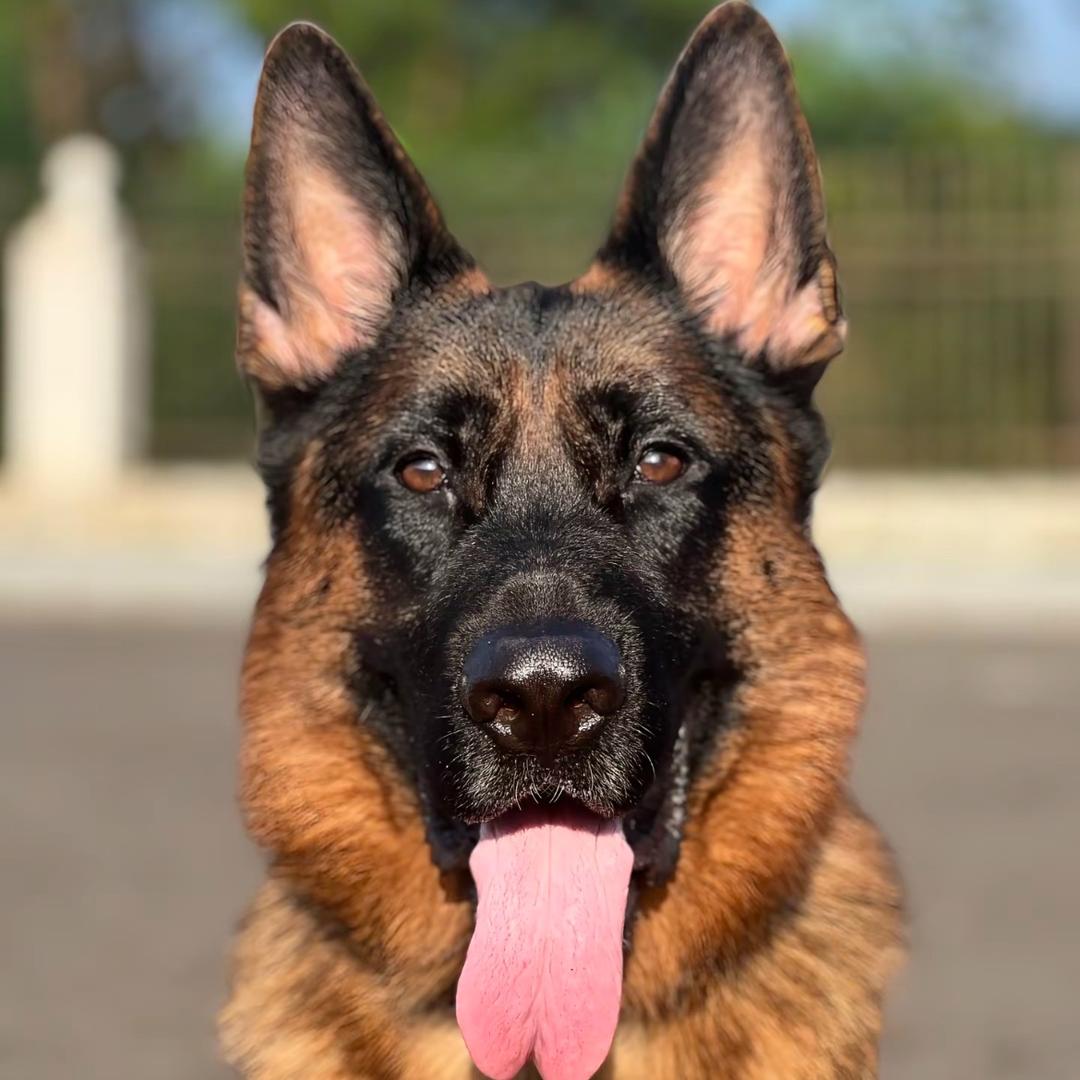 德牧黑狼马犬东德