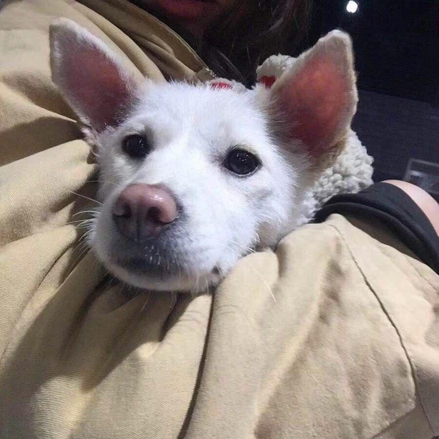 妮•ᴥ•