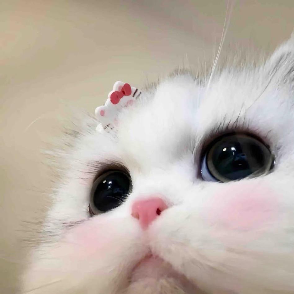 甜茶。