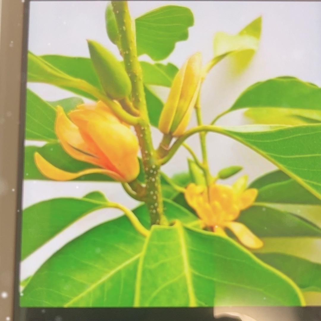 怡园花卉甄选