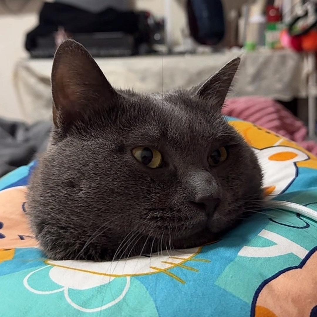 地瓜地里种香菜