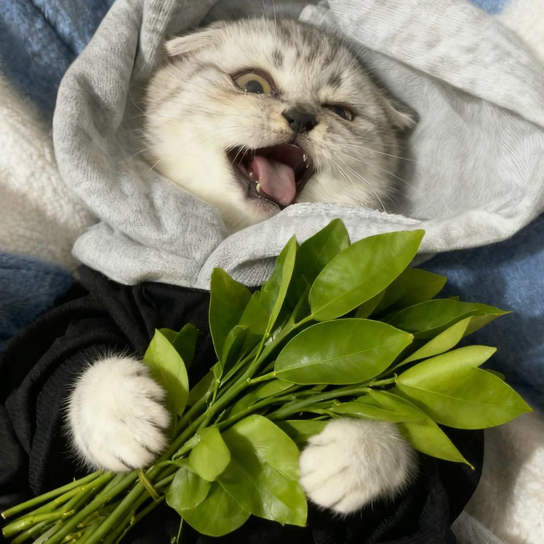 小萝卜⦮    ⦯