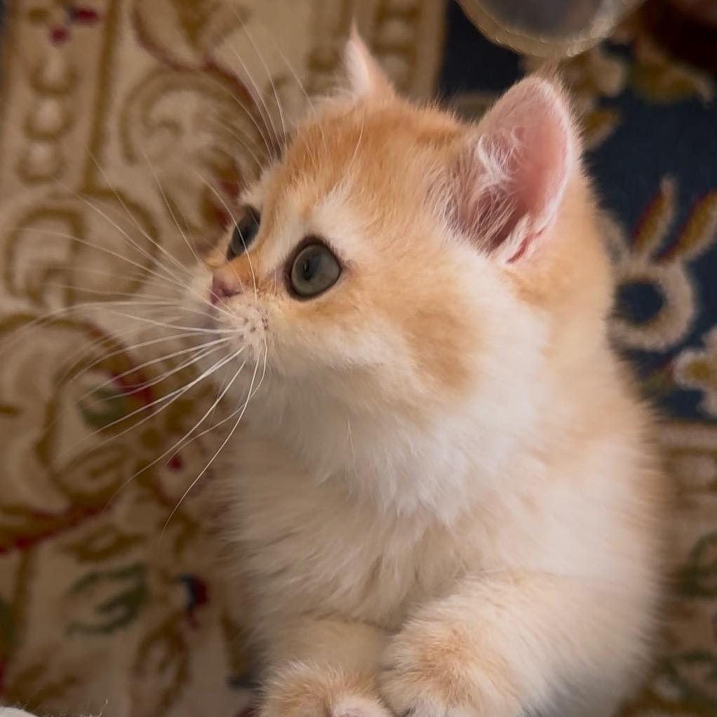 元宝是只小臭猫🐈