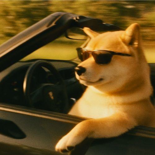 狗狗锐评