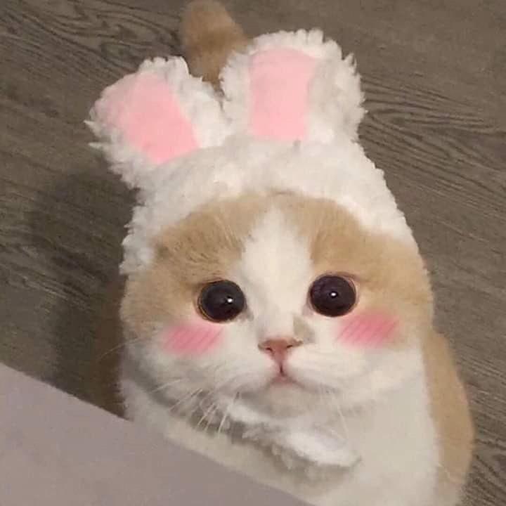 聪明呆总