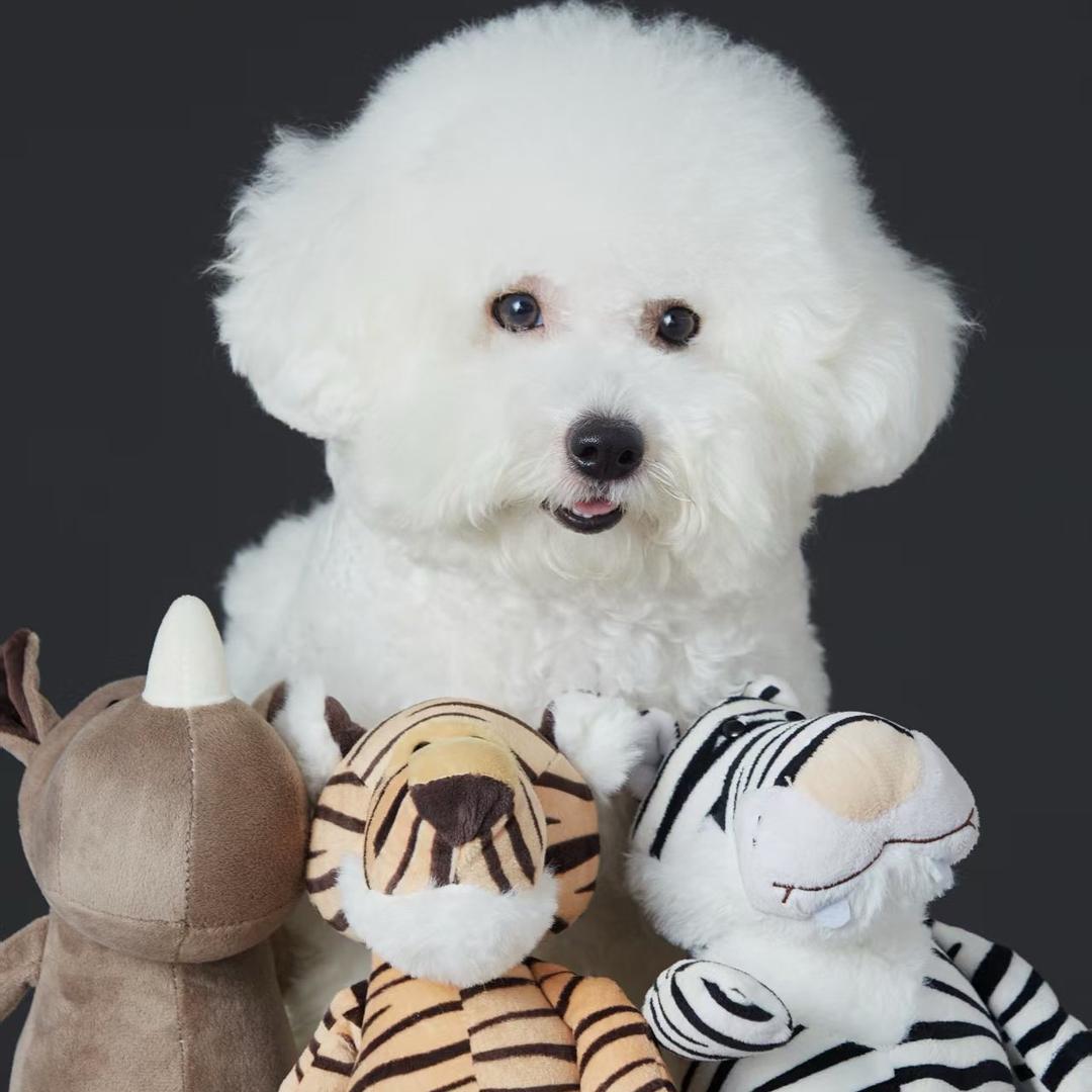 汤圆是只小比熊