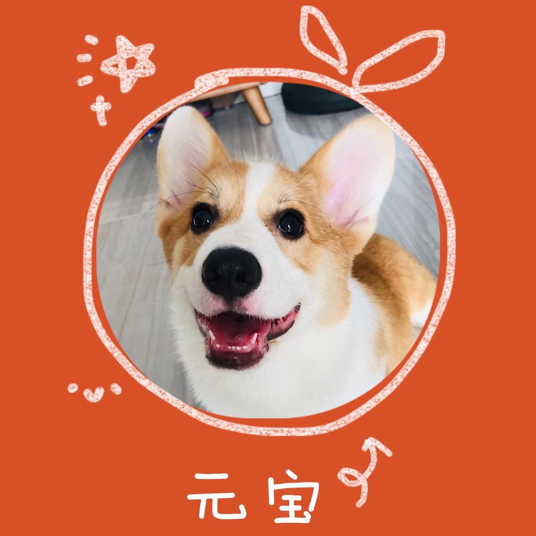 元宝小豆干儿