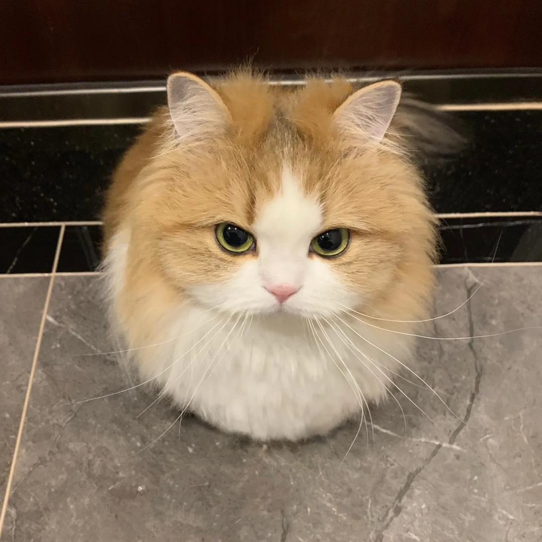 猫颜悦色优宠企业店-精品猫