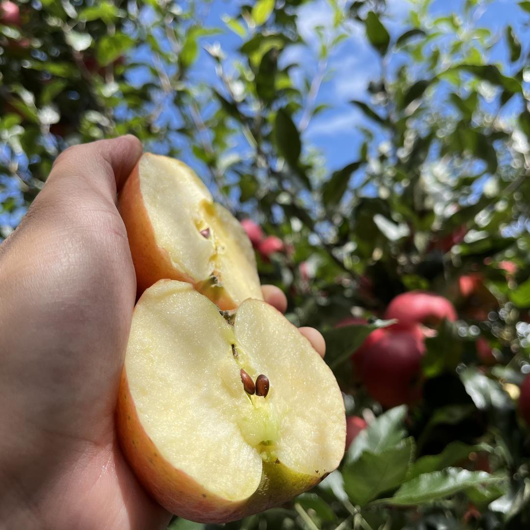 李凑河鲜果园（苹果季）