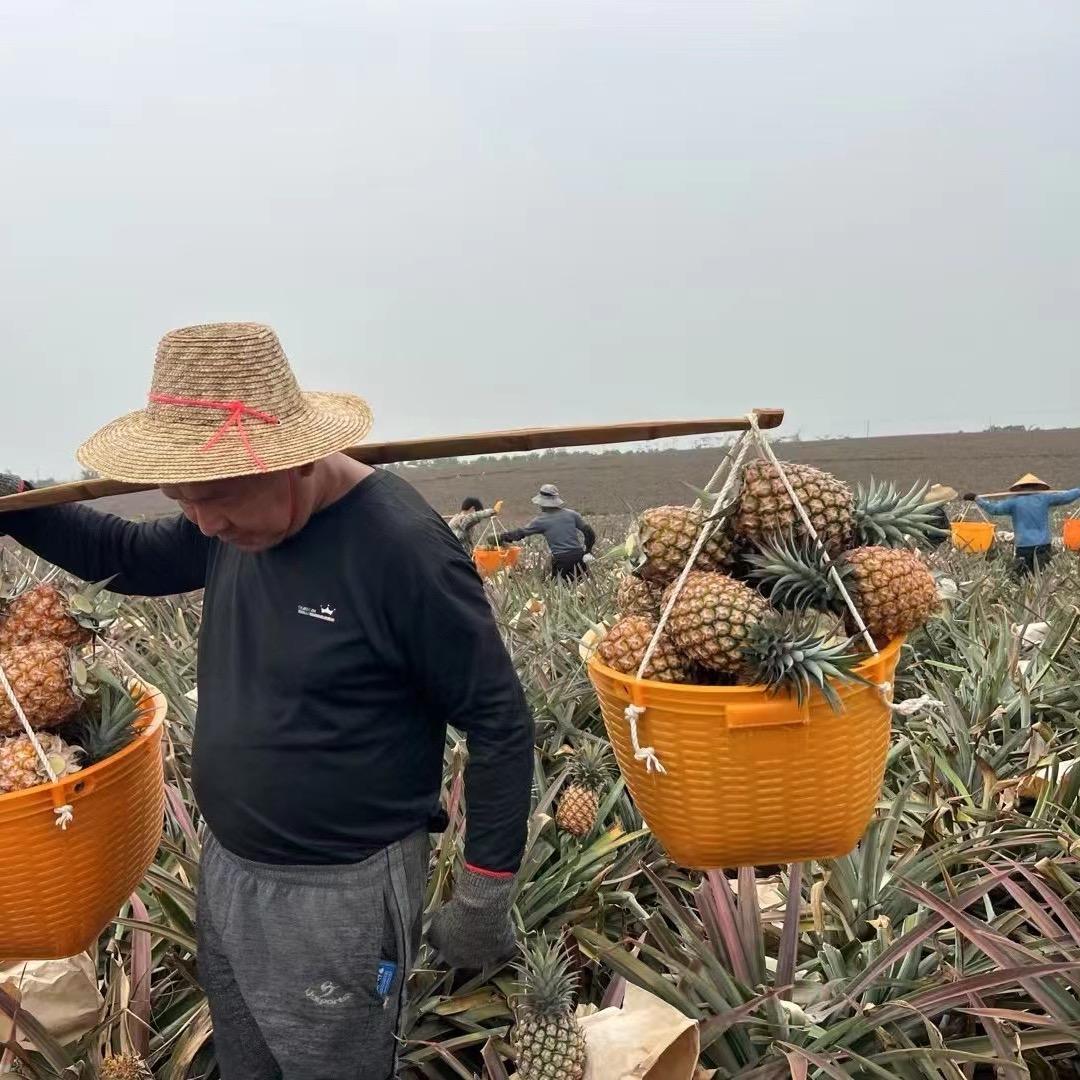 小孟菠萝凤梨供应链