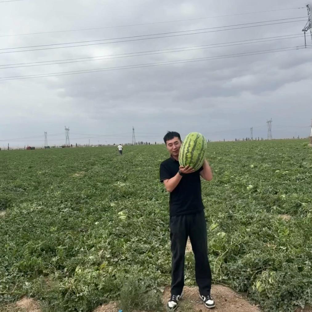 新疆西瓜~小陈