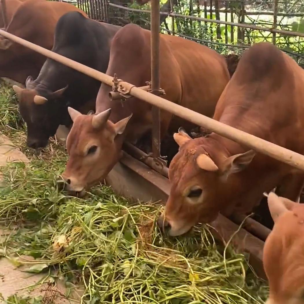 福建牛好牛黄牛肉批发