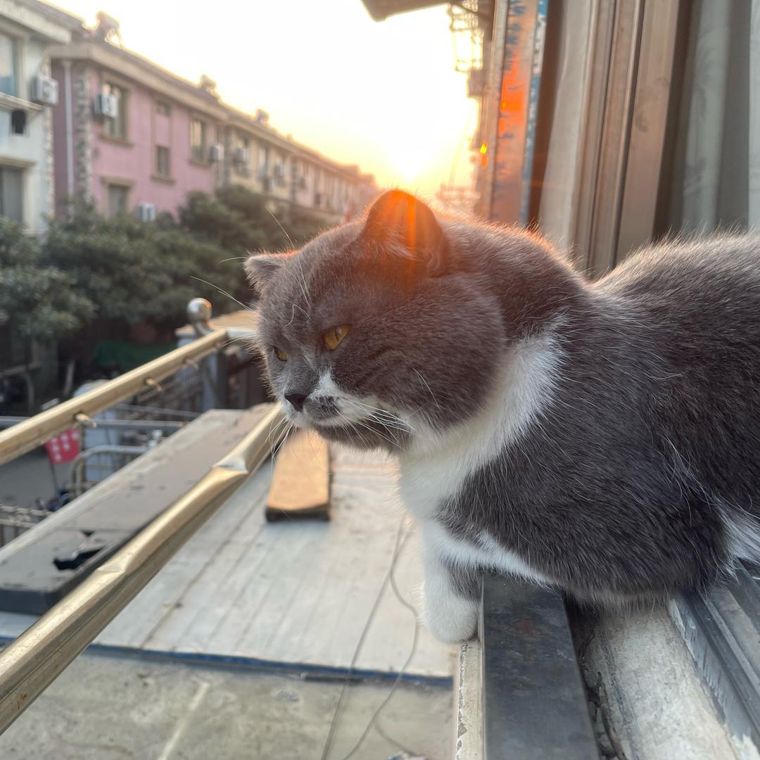 myy出来吧可达鸭