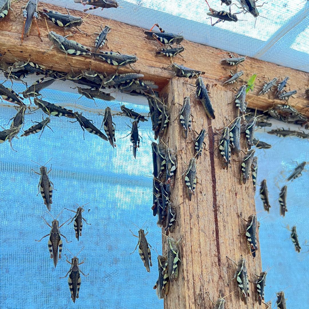 主营武宣野生丁蜢花腿