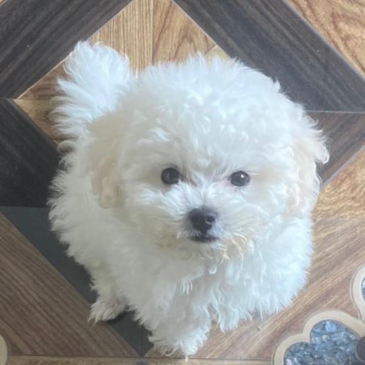 多米是只泰迪熊🧸