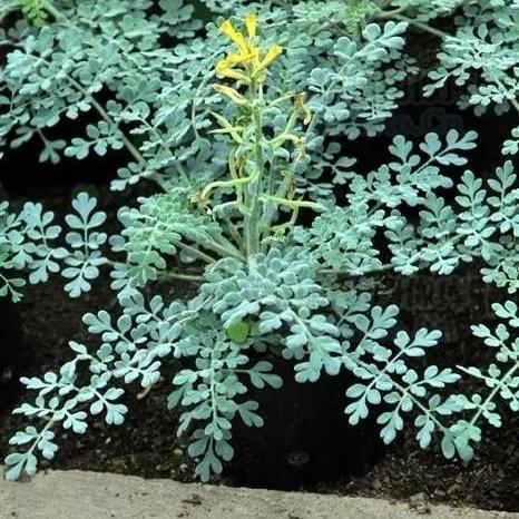 用户0603101905020318