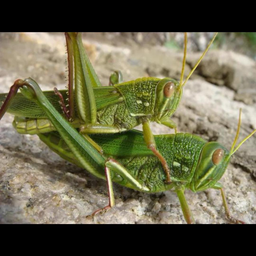 淄源臻品蚂蚱养殖专业合作社