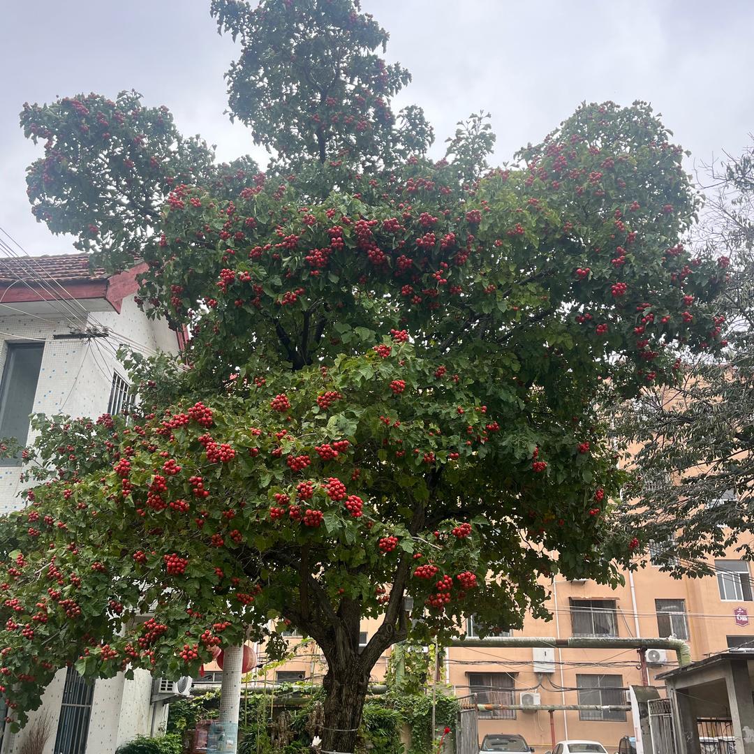 缘来是你@欢乐豆