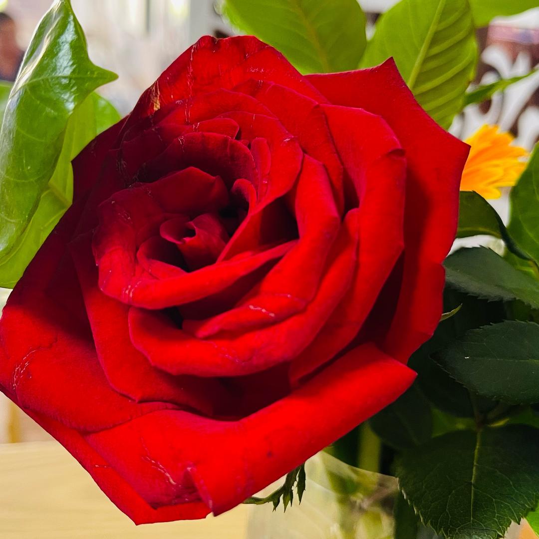 ༆遗憾༄༅错过༄༅