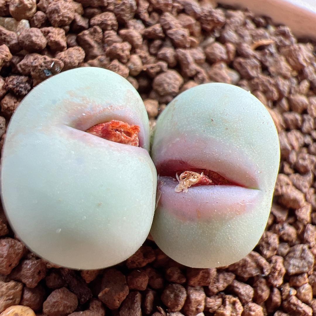 多肉小仙女🌵💫