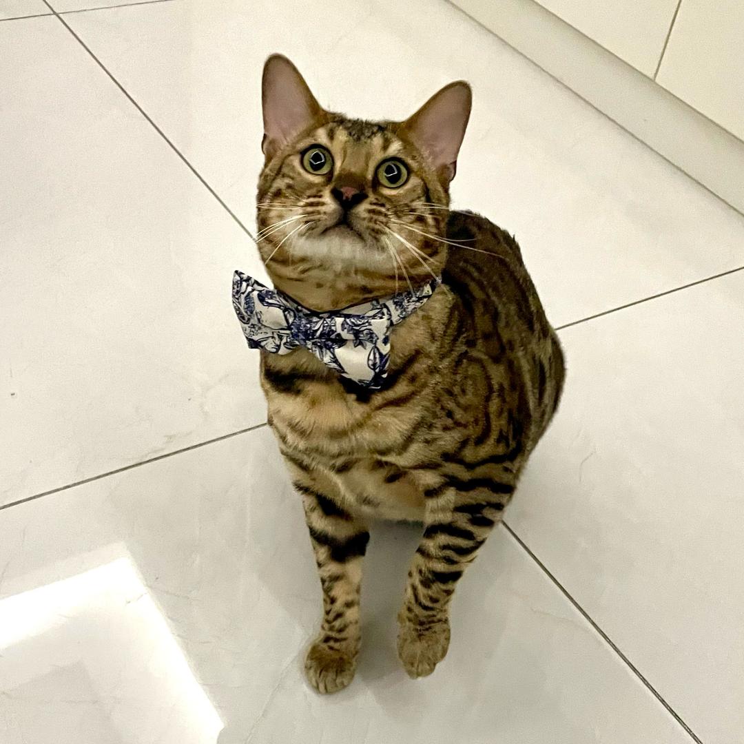 点点宝批龙🐯