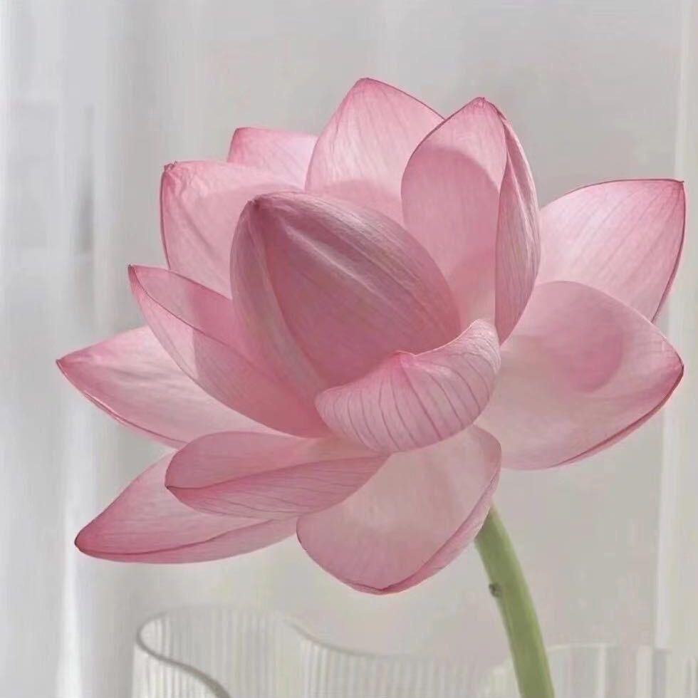 小羊没烦恼🧸ྀི